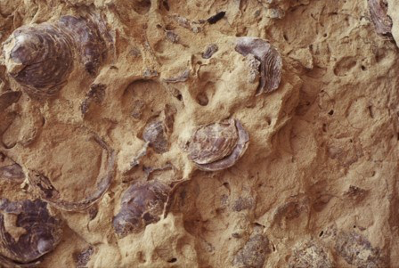 fossil oysters