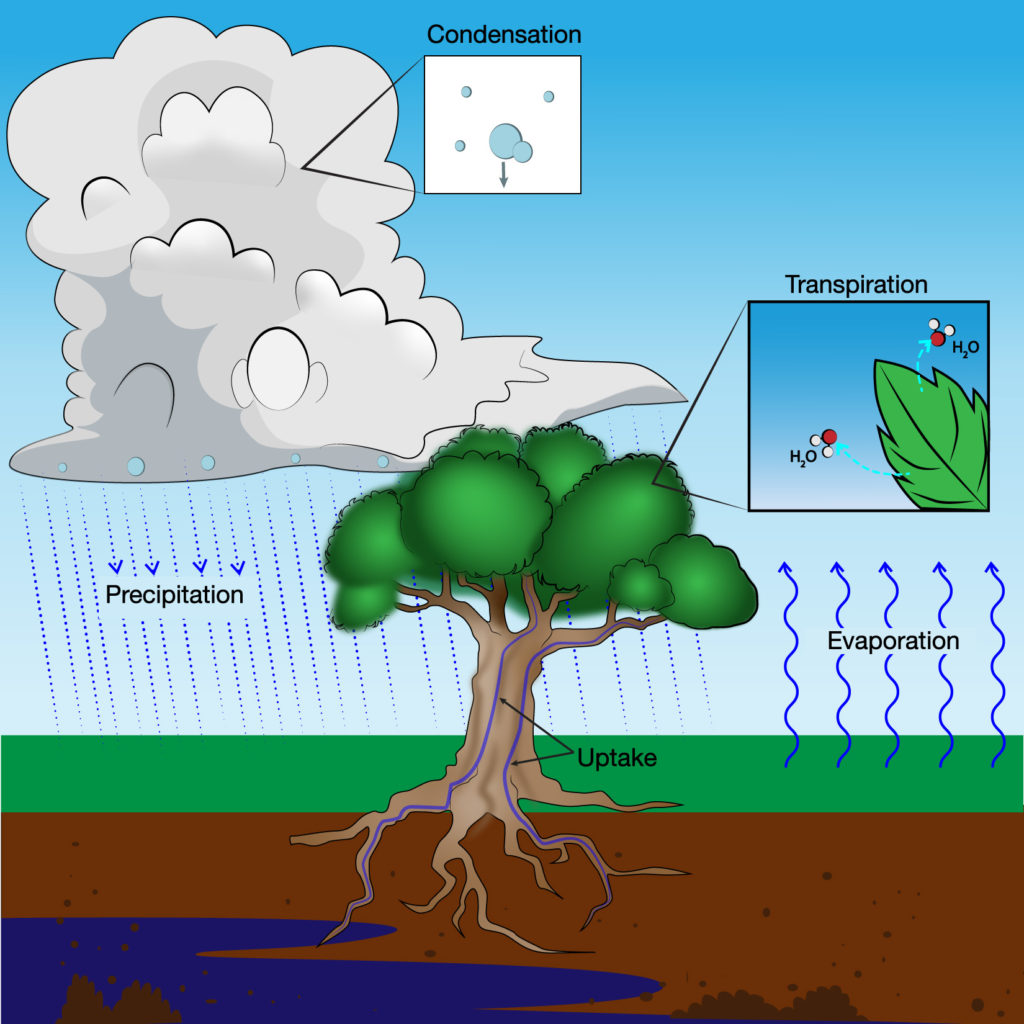 6-1-3-how-does-water-cycle-through-the-hydrosphere-and-atmosphere